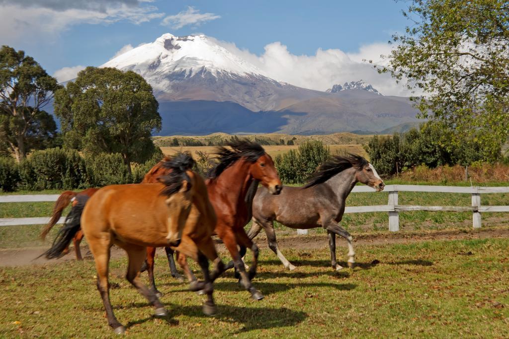 Hacienda San Agustin De Callo Ласо Экстерьер фото